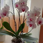 Flori Bucharest