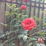 Flori *