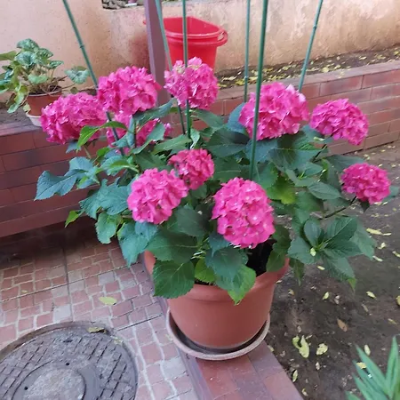 Апартаменты Flori Бухарест