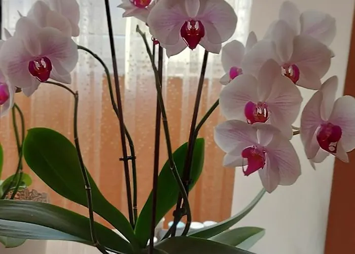 Flori Bucarest