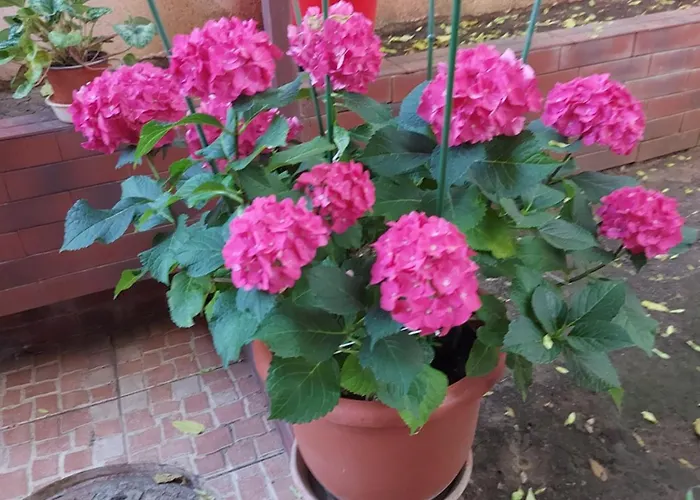 Apartamento Flori Bucareste